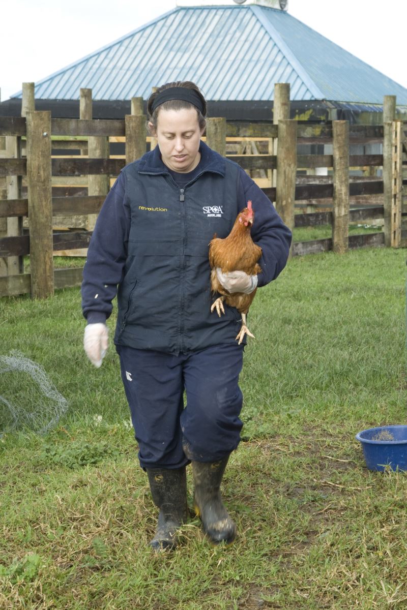 Mental Wellbeing Animal Care for Chickens SPCA Kids Education